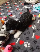 RYDER, a male Cavalier King Charles Spaniel and Cavachon for sale in Doon, IA – 3 of 7