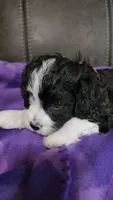 RYLDER, a male Cavalier King Charles Spaniel and Cavachon for sale in Doon, IA – 5 of 7