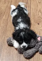Summer avail.  now, a female Cavalier King Charles Spaniel and Cavachon for sale in Doon, IA – 5 of 6