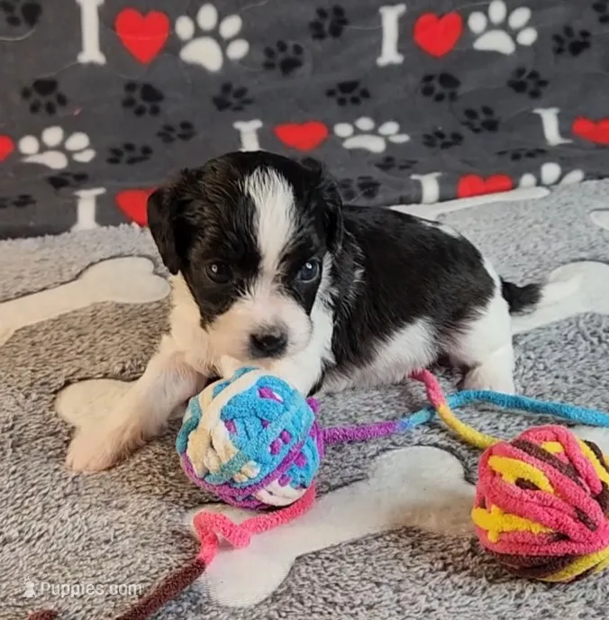 Evie – Cavalier King Charles Spaniel, Cavachon puppy for sale in Doon, IA