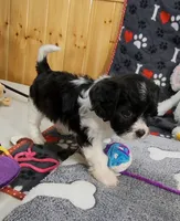 Serna, a female Cavachon for sale in Doon, IA – 2 of 6