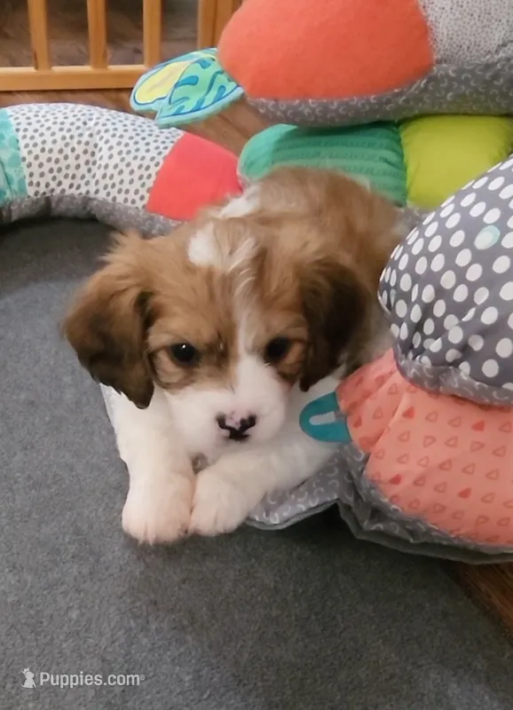 CEDER – Cavalier King Charles Spaniel, Cavachon puppy for sale in Doon, IA