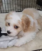 Norman, a male Cavalier King Charles Spaniel and Cavachon for sale in Doon, IA – 2 of 7
