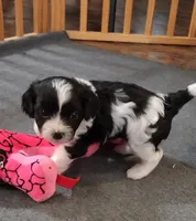 Beau, a male Cavalier King Charles Spaniel and Cavachon for sale in Doon, IA – 3 of 5