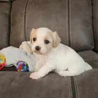 Adelina, a female Cavalier King Charles Spaniel and Cavachon for sale in Doon, IA – 5 of 5
