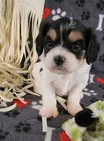 Chloe, a female Cavalier King Charles Spaniel and Cavachon for sale in Doon, IA – 8 of 8