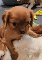 Lady Summer, a female Cavalier King Charles Spaniel for sale in Doon, IA – Photo 2 of 5