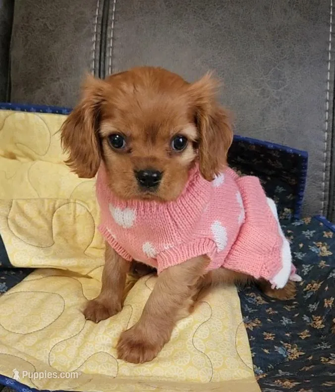 Lady Summer – Cavalier King Charles Spaniel puppy for sale in Doon, IA