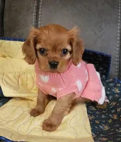 Lady Summer, a female Cavalier King Charles Spaniel for sale in Doon, IA – Photo 1 of 5