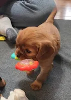 Lady Summer, a female Cavalier King Charles Spaniel for sale in Doon, IA – Photo 5 of 5