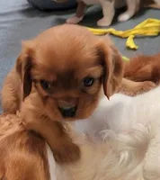 Lady Summer, a female Cavalier King Charles Spaniel for sale in Doon, IA – Photo 3 of 5