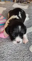 Serna, a female Cavalier King Charles Spaniel and Cavachon for sale in Doon, IA – 2 of 5