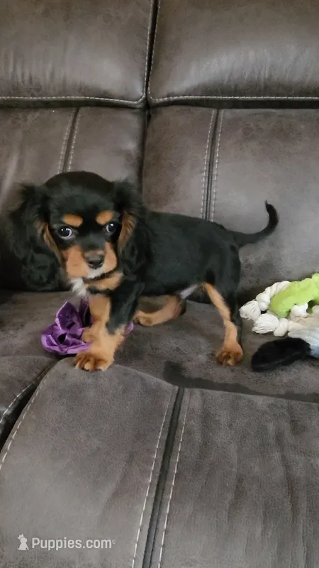 Sir Edward  – Cavalier King Charles Spaniel puppy for sale in Doon, IA