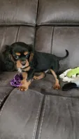 Sir Edward , a male Cavalier King Charles Spaniel for sale in Doon, IA – 5 of 5