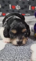 Willow,   availablie November 27., a female Cavalier King Charles Spaniel and Cavachon for sale in Doon, IA – 2 of 4
