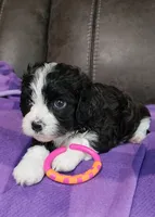 RYLDER, a male Cavalier King Charles Spaniel and Cavachon for sale in Doon, IA – 4 of 7