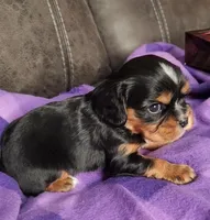 GATLIN, a male Cavalier King Charles Spaniel for sale in Doon, IA – Photo 5 of 5