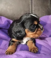 GATLIN, a male Cavalier King Charles Spaniel for sale in Doon, IA – Photo 1 of 5