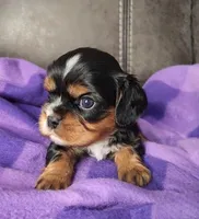 GATLIN, a male Cavalier King Charles Spaniel for sale in Doon, IA – Photo 4 of 5