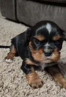 GATLIN, a male Cavalier King Charles Spaniel for sale in Doon, IA – Photo 2 of 5