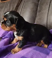 GATLIN, a male Cavalier King Charles Spaniel for sale in Doon, IA – Photo 3 of 5