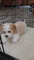 Norman, a male Cavalier King Charles Spaniel and Cavachon for sale in Doon, IA – 3 of 7