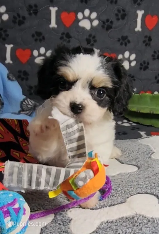 TEDDY avail, Oct 20th – Cavalier King Charles Spaniel, Cavachon puppy for sale in Doon, IA