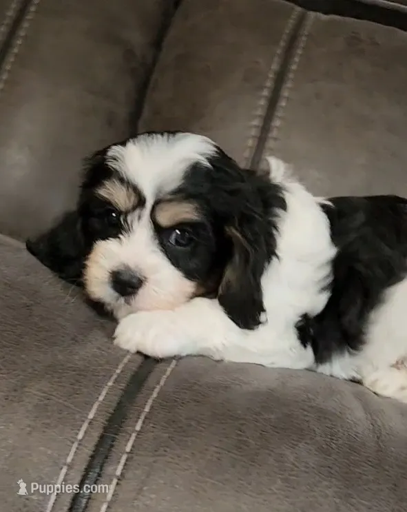 CANDY – Cavalier King Charles Spaniel, Cavachon puppy for sale in Doon, IA