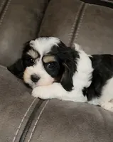 CANDY, a female Cavalier King Charles Spaniel and Cavachon for sale in Doon, IA – 1 of 7