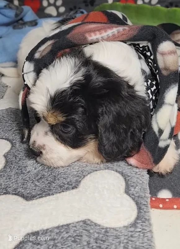 ELI avail, Oct 20 – Cavalier King Charles Spaniel, Cavachon puppy for sale in Doon, IA