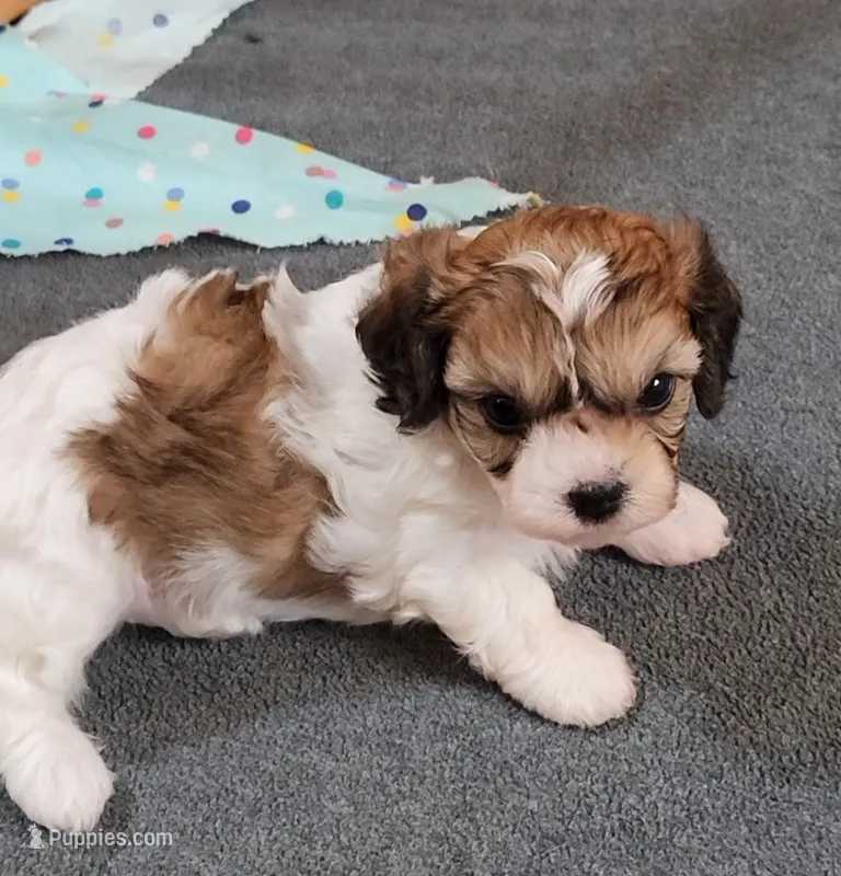Paris – Cavalier King Charles Spaniel, Cavachon puppy for sale in Doon, IA