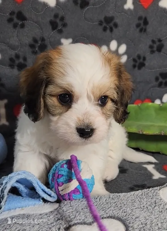 Danny   avail, Oct. 20th – Cavalier King Charles Spaniel, Cavachon puppy for sale in Doon, IA