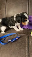 REMY, a male Cavalier King Charles Spaniel for sale in Doon, IA – Photo 5 of 6