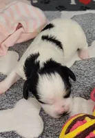 TESSA  AVAIL. OCT 20., a female Cavachon for sale in Doon, IA – 3 of 6