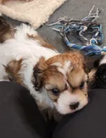 Paris, a female Cavalier King Charles Spaniel and Cavachon for sale in Doon, IA – 3 of 4
