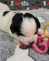 TESSA  AVAIL. OCT 20., a female Cavachon for sale in Doon, IA – 4 of 6