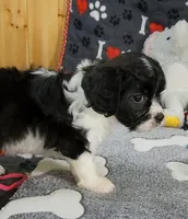 Serna, a female Cavachon for sale in Doon, IA – 3 of 6