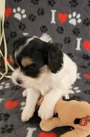 Chloe, a female Cavalier King Charles Spaniel and Cavachon for sale in Doon, IA – 5 of 8
