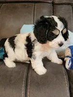 BEAN, a male Cavalier King Charles Spaniel and Cavachon for sale in Doon, IA – 2 of 8