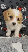 SAM, a male Cavachon for sale in Doon, IA – 5 of 5