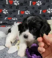 Summer, a female Cavachon for sale in Doon, IA – 2 of 7