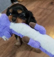 Sir Edward , a male Cavalier King Charles Spaniel for sale in Doon, IA – Photo 2 of 6
