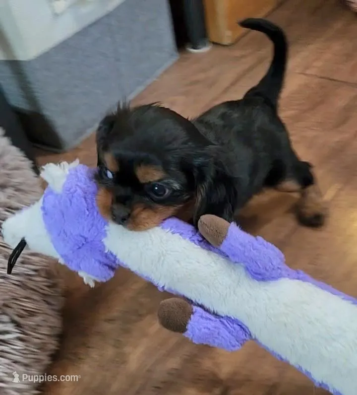 Sir Edward  – Cavalier King Charles Spaniel puppy for sale in Doon, IA