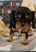 Sir Edward , a male Cavalier King Charles Spaniel for sale in Doon, IA – Photo 4 of 6