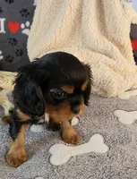 Sir Edward , a male Cavalier King Charles Spaniel for sale in Doon, IA – Photo 3 of 6