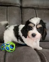 CANDY, a female Cavalier King Charles Spaniel and Cavachon for sale in Doon, IA – 3 of 7
