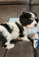 BEAN, a male Cavalier King Charles Spaniel and Cavachon for sale in Doon, IA – 3 of 8
