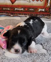 Serna, a female Cavalier King Charles Spaniel and Cavachon for sale in Doon, IA – 5 of 5