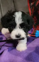 My Cookie, a female Cavalier King Charles Spaniel and Cavachon for sale in Doon, IA – 4 of 5