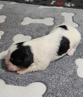 ELI avail, Oct 20, a male Cavachon for sale in Doon, IA – 4 of 6